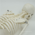 Hot Sell mini plastic skeletons